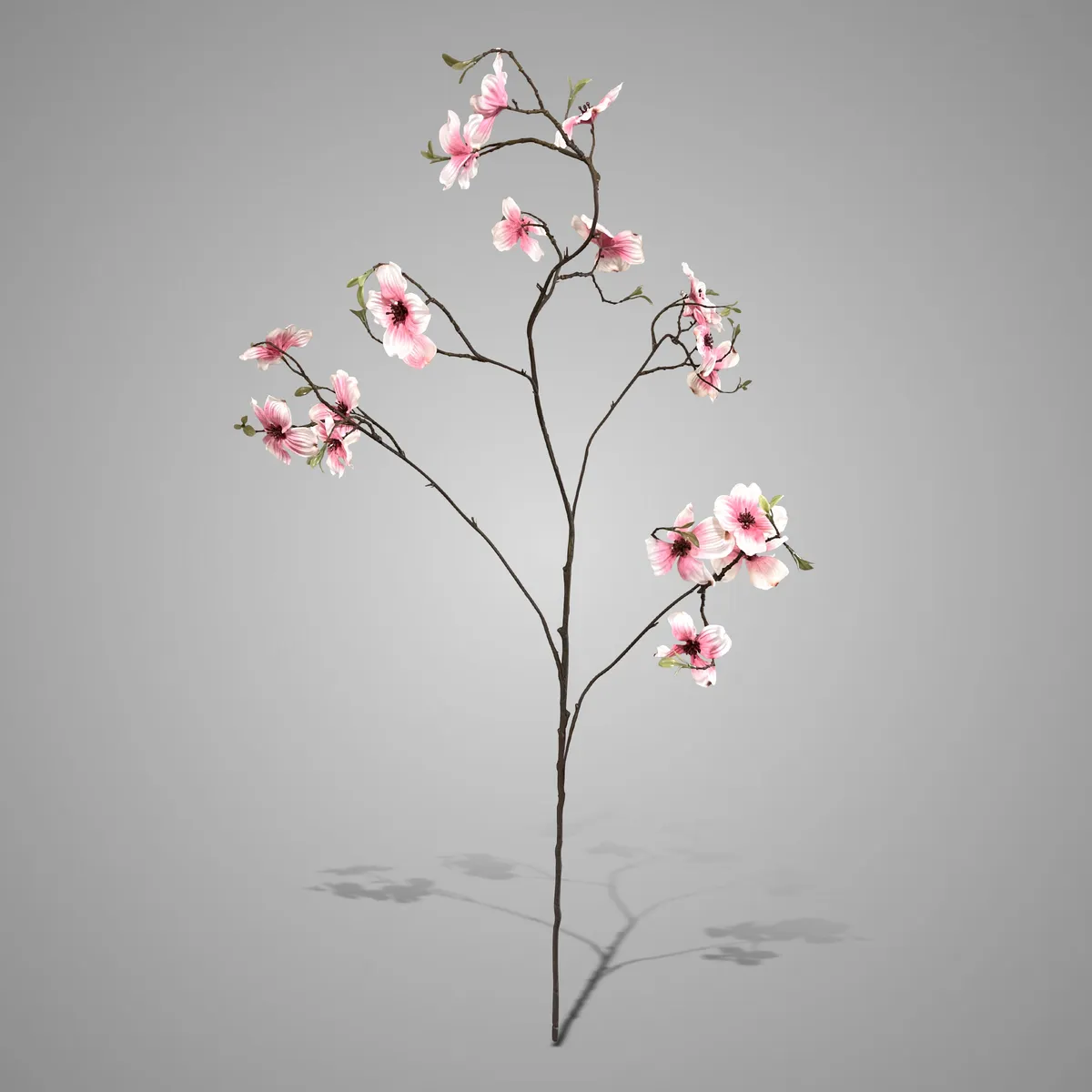 Cornus Excellent Grande Pink 110 cm