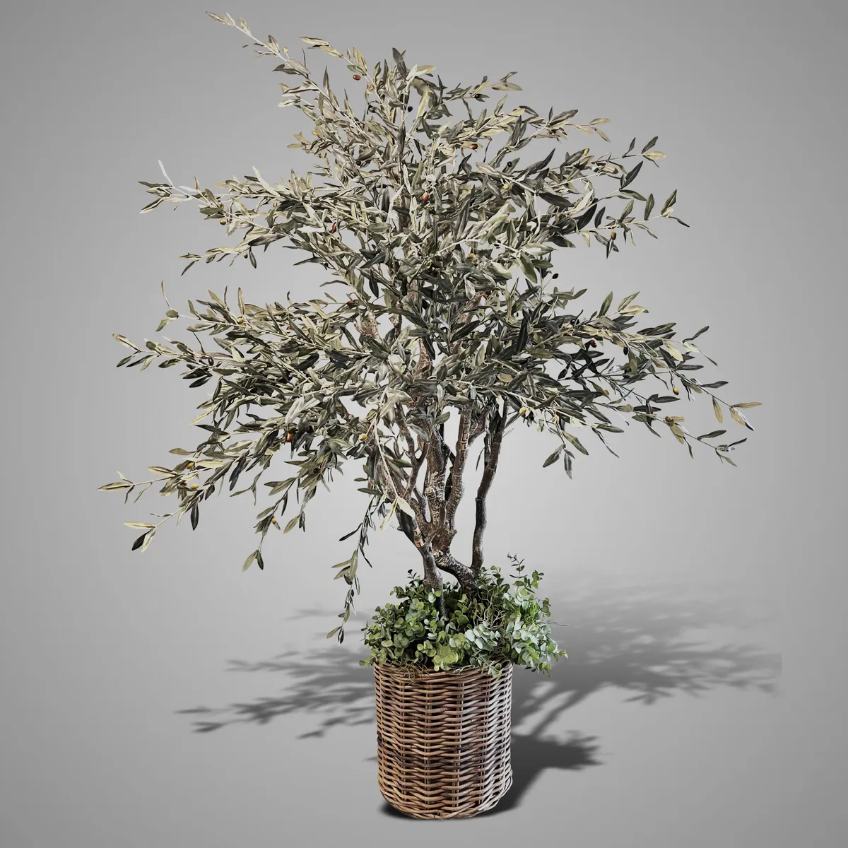 Olive Tree Ancient Giganteum 190 cm