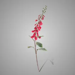 Digitalis Grande Dark Pink 100 cm