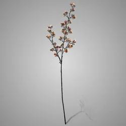 Potentilla Apricot 102 cm