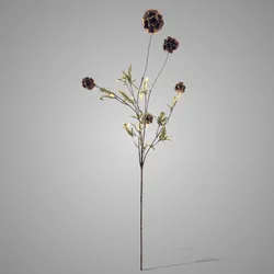 Scabiosa Multiple Brown 92 cm