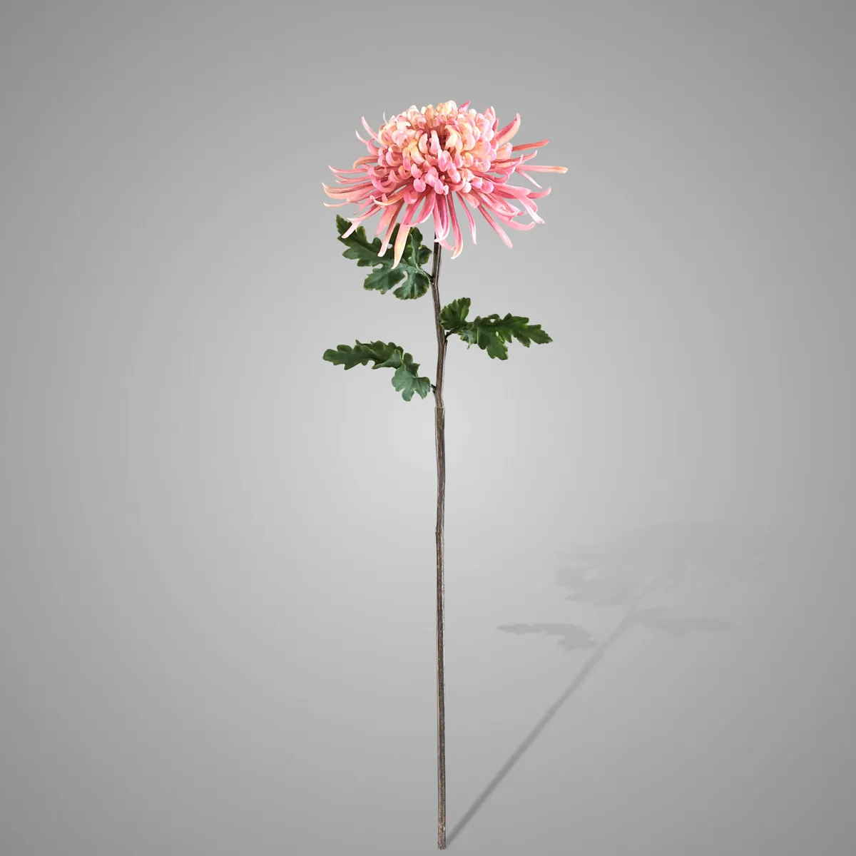 Chrysanthemum Grande Pink 78 cm