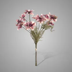 Cosmos Ant. Pink bundle/3 50 cm