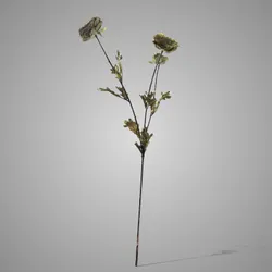 Ranunculus Grande Green 90 cm