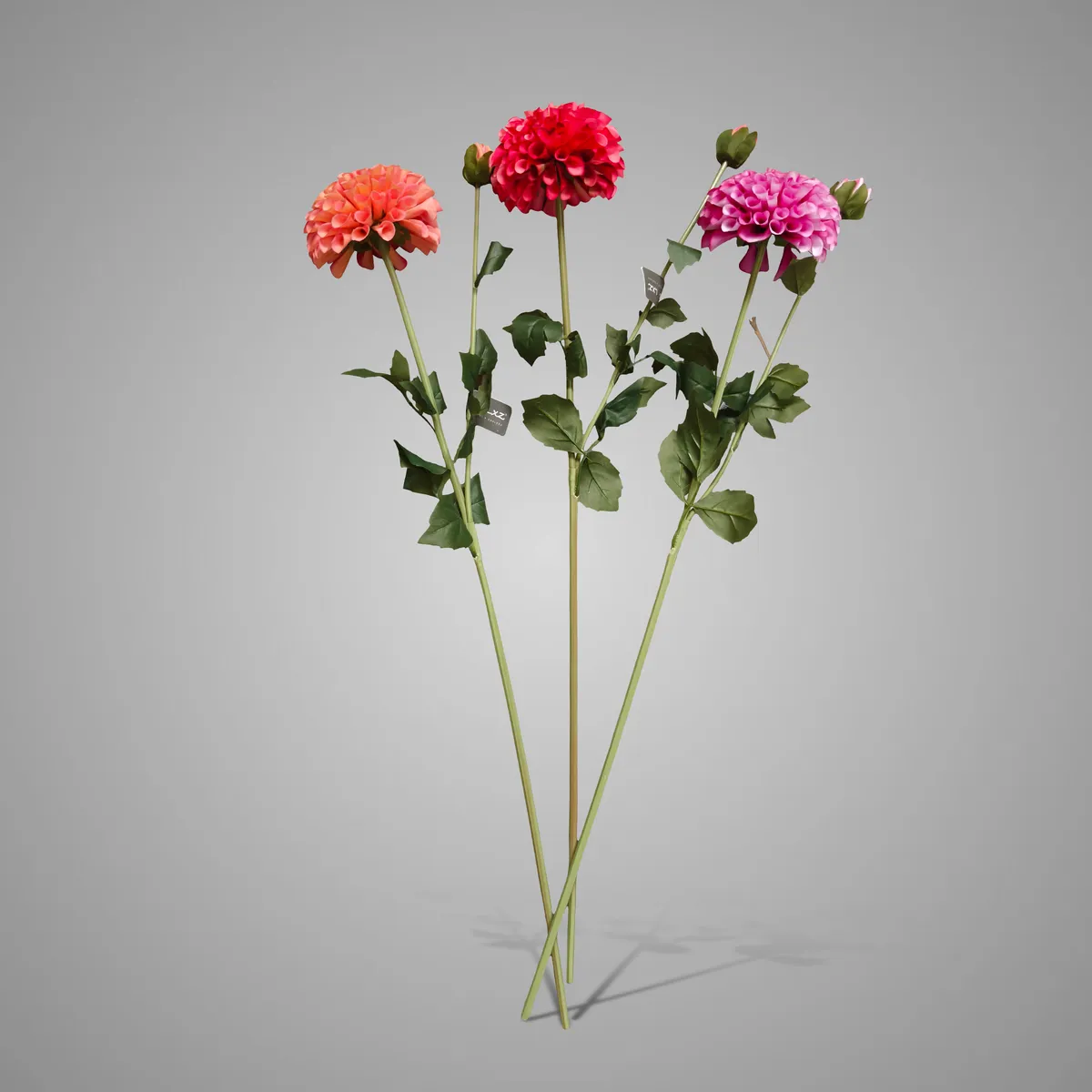 Sortment of Dahlia Grandeur Spring 2026   74 cm