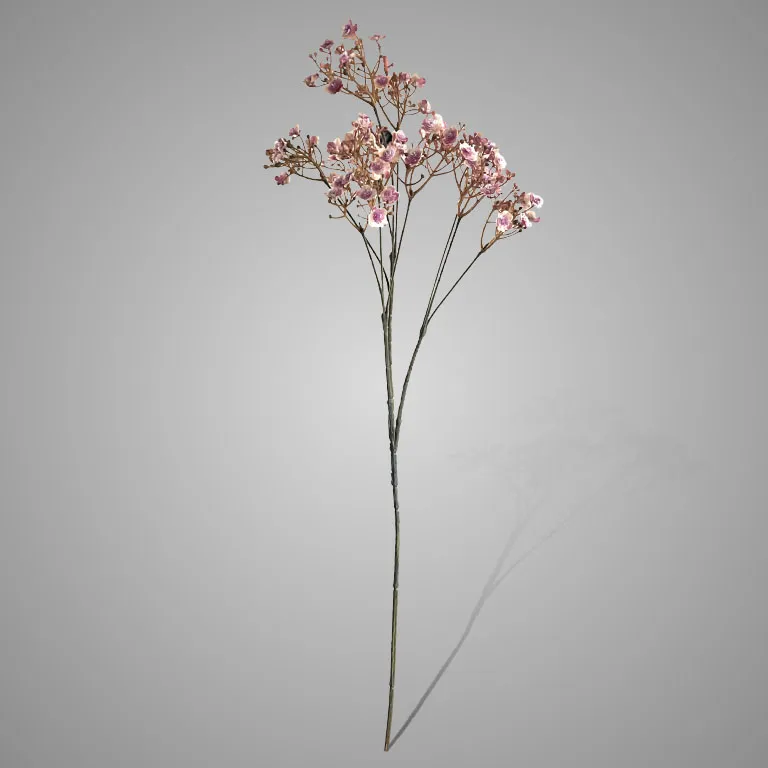 Gypsophila Ant. Pink 70 cm