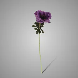 German Anemone Dark Purple 54 cm