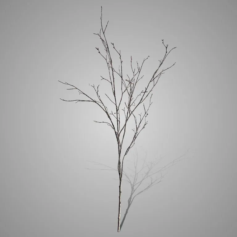 Beech Twig Natural L 100 cm