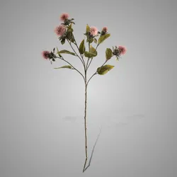 Thistle Ant. Pink 80 cm