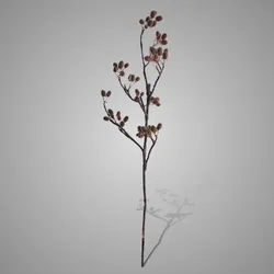 Alnus Grande Green Brown 92cm