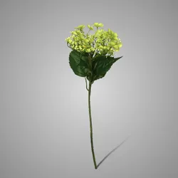 Butterfly Hydrangea Light Green 70 cm