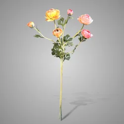 Sortment Ranunculus Orange/Peach 73 cm