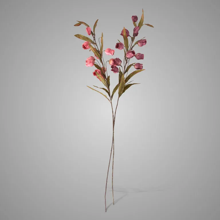 Sortment Campanula Grande Pinkrange 100 cm