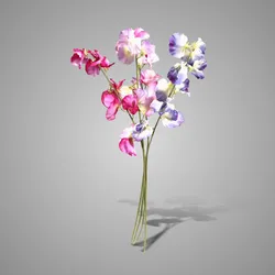 Sort. Lathyrus Spring 2026 58 cm