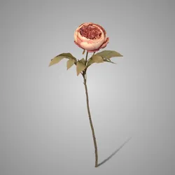 Peony Cup Ant. Pink 80 cm