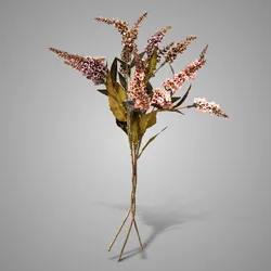 Sortment Pieris Spring Sober 55 cm