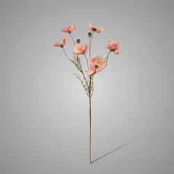 Cornus Kousa Ant. Pink 67 cm