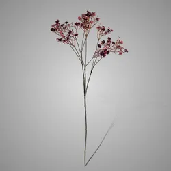 Gypsophila Burgundy 70 cm