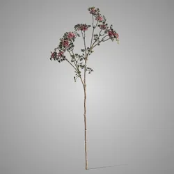 Sedum Wild with Berry Ant. Pink 55 cm