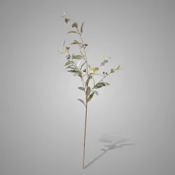 Salix Fructus Green 100 cm