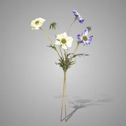 Sortment of Scabiosa White/Blue 70 cm
