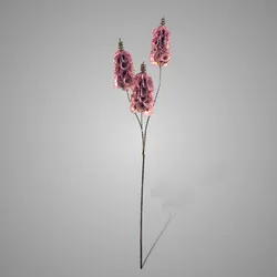 Molusella Ant. Pink  70 cm