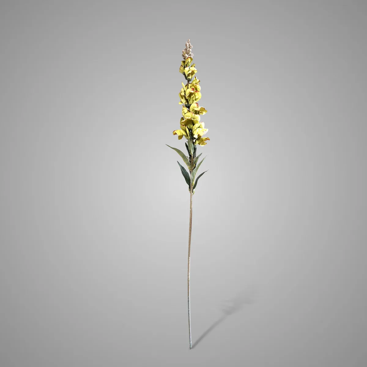 Antirrhinum Green 92 cm