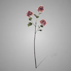 Viburnum Opulus Roseum 90 cm