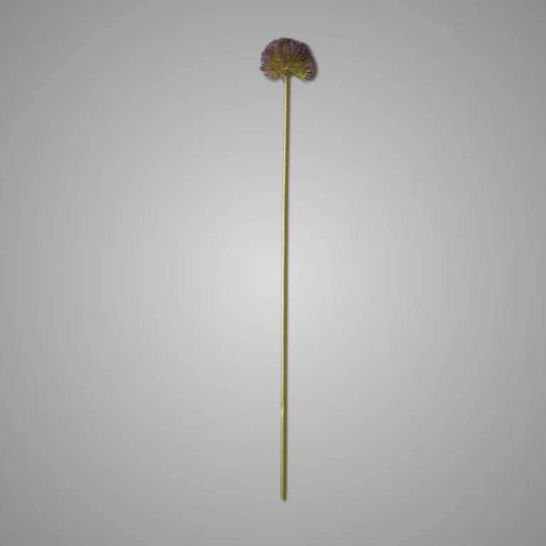 Allium Spring's Perfect Grande Purple Blue 75 cm