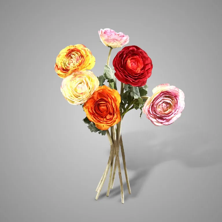 Sortment of Ranunculus Spring 42 cm