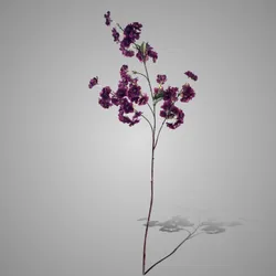 Prunus Sakura Darkt Purple 100 cm