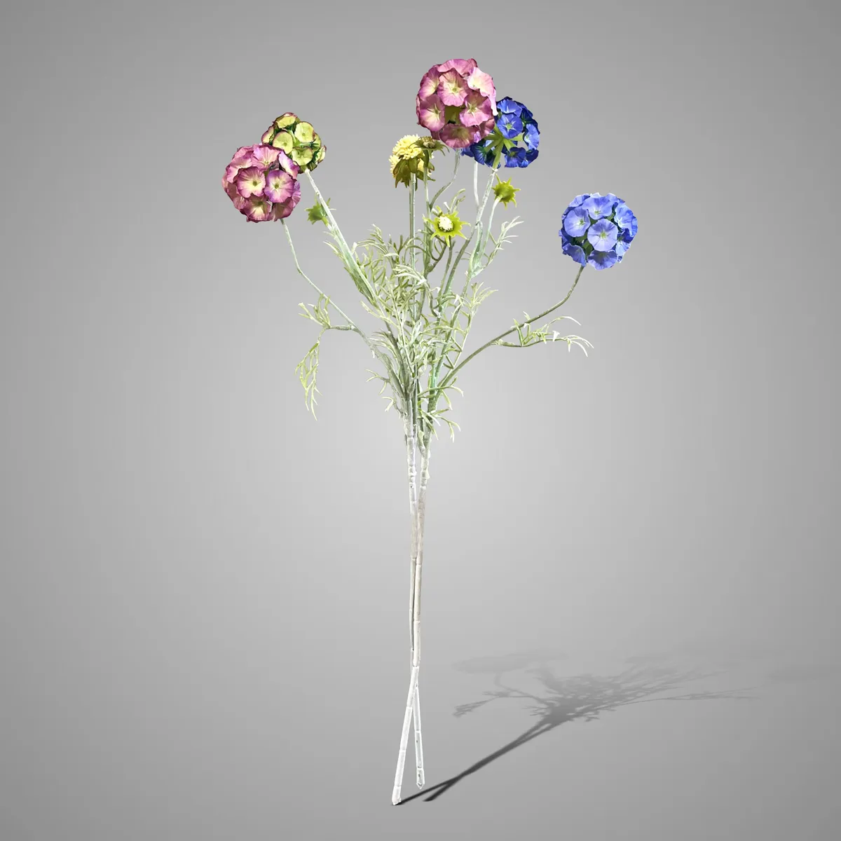 Sortment Scabiosa Multi Blue/Pink 64 cm