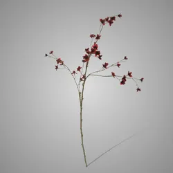 Cornus Bordeaux L 110 cm