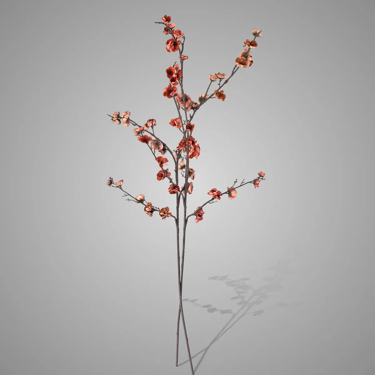 Sort. of 2 Chaenomelus Red Range 105 cm