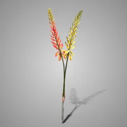 Sortment Kniphofia Orange/Yellow 80 cm