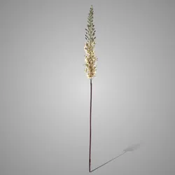 Eremurus Off White 110 cm