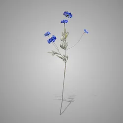 Centaurea Blue 85 cm