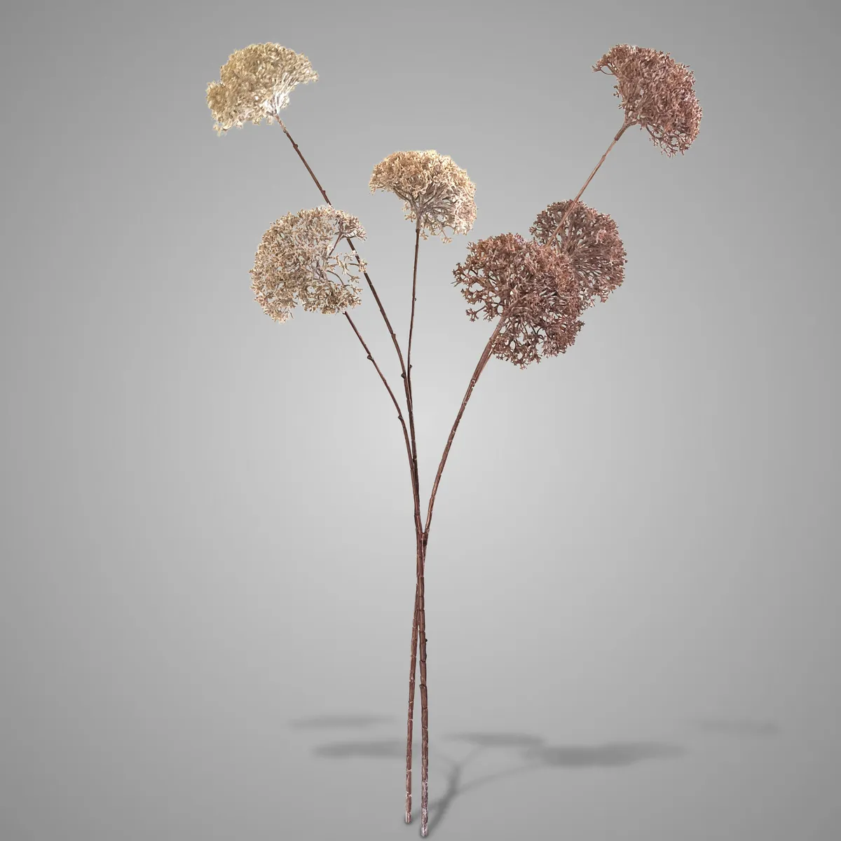 Sort. of 2 Sedums Autumn Brown 90 cm