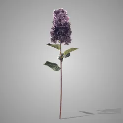 Hydrangea Paniculata Aubergine 90 cm